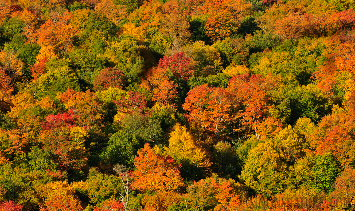 York Pond [300 mm, 1/125 sec at f / 14, ISO 400]